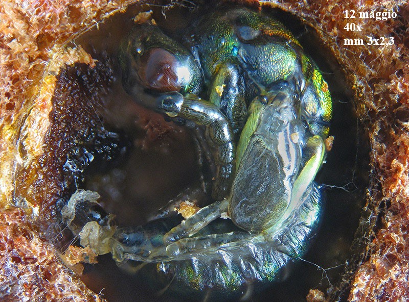 Neuroterus q. b. con parassitoide